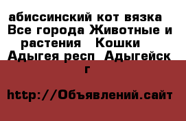 абиссинский кот вязка - Все города Животные и растения » Кошки   . Адыгея респ.,Адыгейск г.